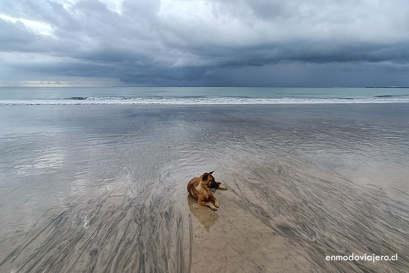 perros disfrutando de la playa